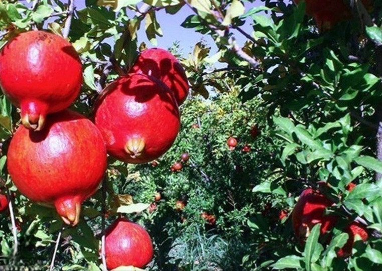 جذب توریست و گردشگر در روستای آزاد تپه با گسترش باغ های انار