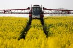 خرید بیش ۷ هزار تن کلزا از کشاورزان گلستانی در دو روز نخست