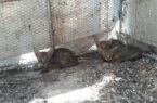 تحویل ۳ قلاده گربه وحشی نابالغ به محیط زیست بندرترکمن