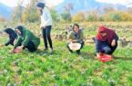 صدور ۳۳ مجوز گردشگری کشاورزی در گلستان
