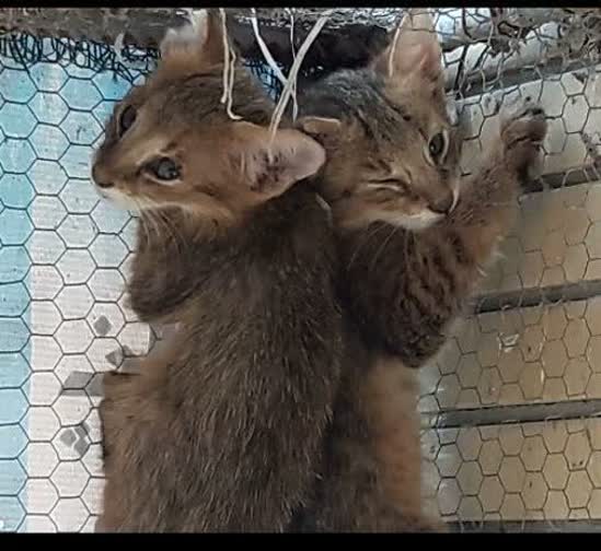 رهاسازی دو قلاده گربه وحشی در بندر ترکمن