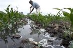 شناسایی ۸۷ مورد آبیاری مزارع با فاضلاب خام در گلستان