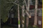 سقوط ۱۱۶ اصله درخت برروی شبکه برق، خسارت ناشی از طوفان  در گلستان