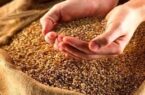 فرآوری و تامین بذر اصلاح شده گندم در گلستان/ ۲۵۰۰ تن بذر خریداری شد