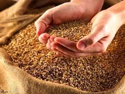 فرآوری و تامین بذر اصلاح شده گندم در گلستان/ ۲۵۰۰ تن بذر خریداری شد