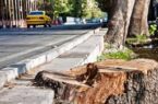بررسی ۱۸۰ پرونده قطع اشجار در کمیسیون ماده ۷ سازمان فضای سبز شهرداری گرگان