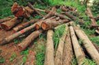 دستور ویژه  استاندار گلستان برای  بررسی قطع غیرمجاز درختان در خانببین