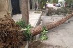 باد شدید باعث سقوط ۶۰ اصله درخت و مصدومیت ۱۲ نفر  در گلستان شد