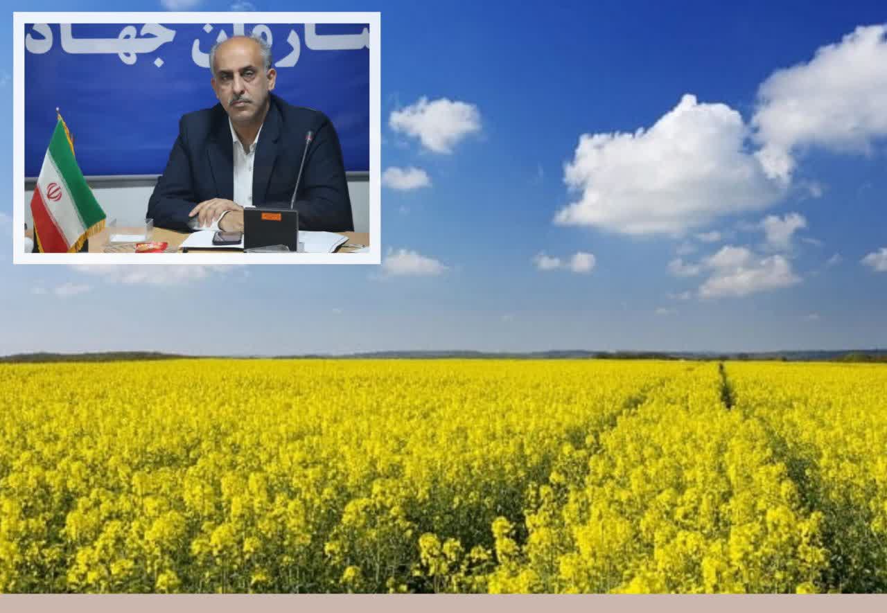 آغاز رسمی خرید کلزا در استان گلستان
