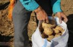 شناسایی و احضار دلالان بازار سیب زمینی در گلستان