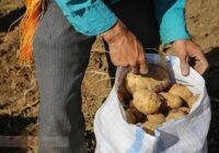 شناسایی و احضار دلالان بازار سیب زمینی در گلستان