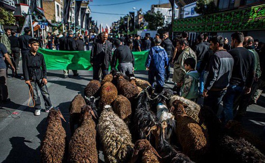 ذبح دام در مسیر تردد دسته های عزاداری ممنوع است