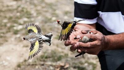 کشف ۱۲  قطعه سره وحشی در منطقه حفاظت شده جهان نما