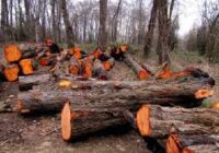 بازداشت عامل قطع درختان در منطقه قرن آباد گرگان