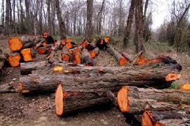 بازداشت عامل قطع درختان در منطقه قرن آباد گرگان